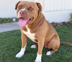 Reunited Male Dog last seen Near Freeway and Vermont Avenue, Los Angeles, CA 90044