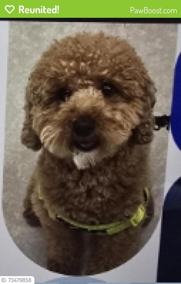 Reunited Male Dog last seen 30th and sw 86 way, between University Dr and Pine Island, Davie, FL 33328