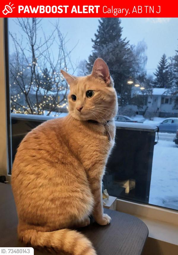 Lost Male Cat last seen Near Sunnyside Ctrain, Calgary, AB T2N 0J6