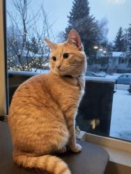 Lost Male Cat last seen Near Sunnyside Ctrain, Calgary, AB T2N 0J6