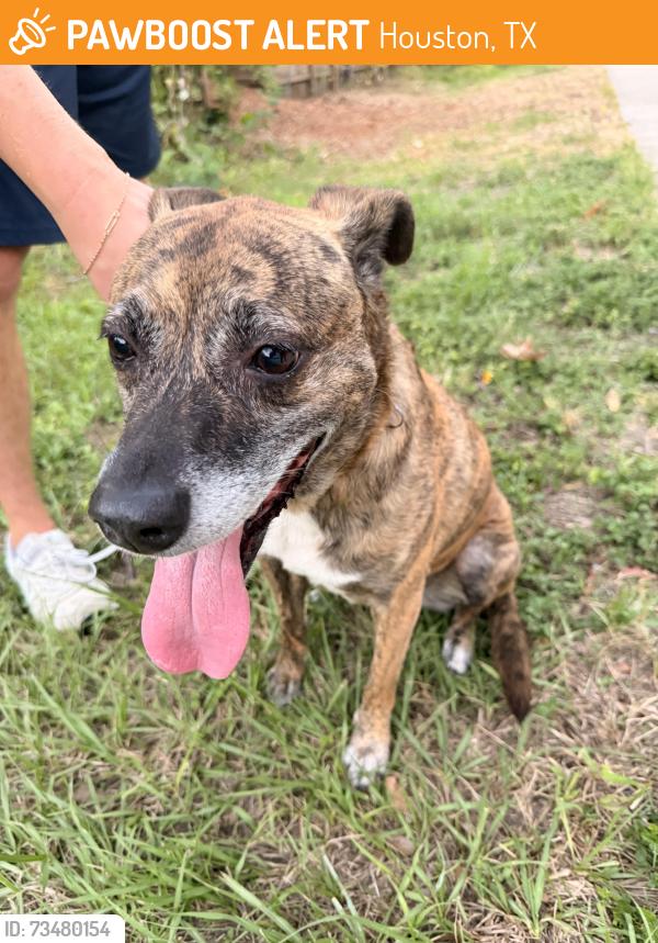 Found/Stray Female Dog last seen Nicholson st, Houston, TX 77008
