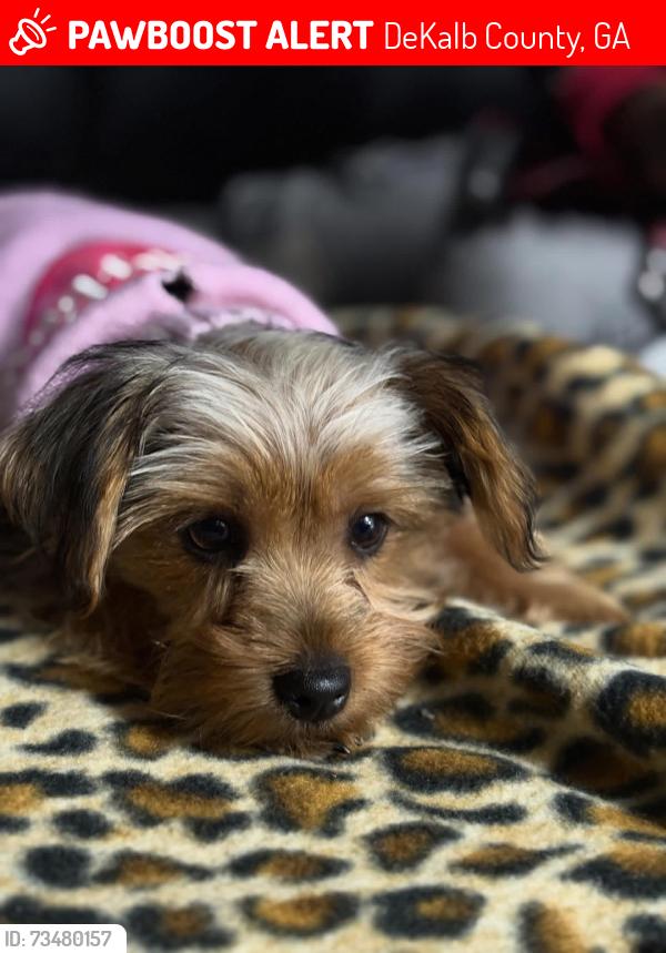 Lost Female Dog last seen Deshon rd Alford rd, DeKalb County, GA 30087