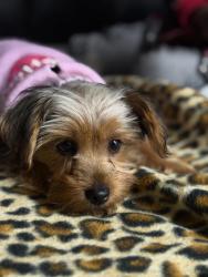 Lost Female Dog last seen Deshon rd Alford rd, DeKalb County, GA 30087