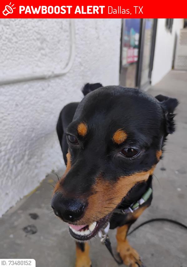 Lost Male Dog last seen Hempill and bennison, Dallas, TX 75208