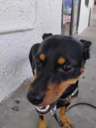 Lost Male Dog last seen Hempill and bennison, Dallas, TX 75208