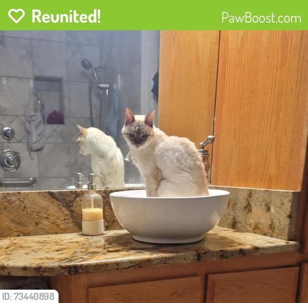 Reunited Female Cat last seen Mccreary and Forsythia, Wylie, TX 75098