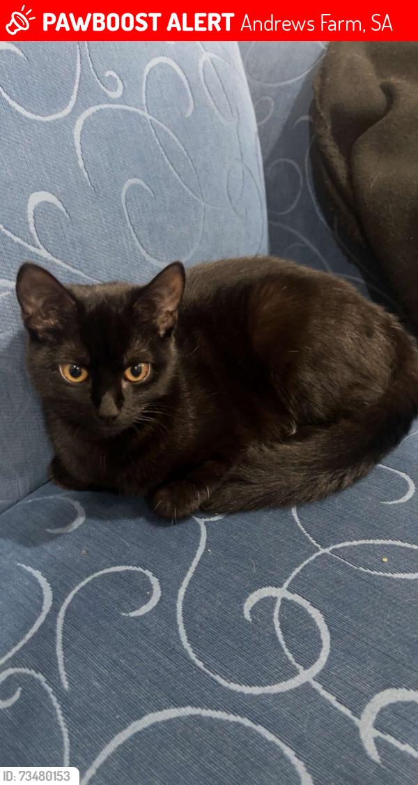Lost Female Cat last seen May St Andrew’s Farm, Andrews Farm, SA 5114