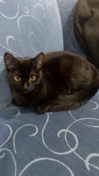 Lost Female Cat last seen May St Andrew’s Farm, Andrews Farm, SA 5114