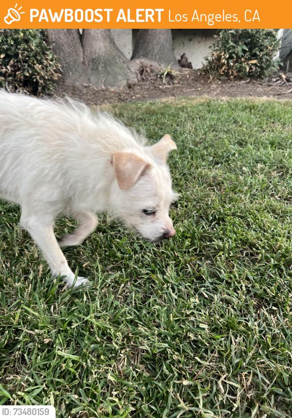 Found/Stray Unknown Dog last seen S serrano and 5th, Los Angeles, CA 90020