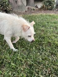 Found/Stray Unknown Dog last seen S serrano and 5th, Los Angeles, CA 90020