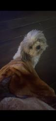 Lost Female Dog last seen Chaparral y cactus, Baytown, TX 77521