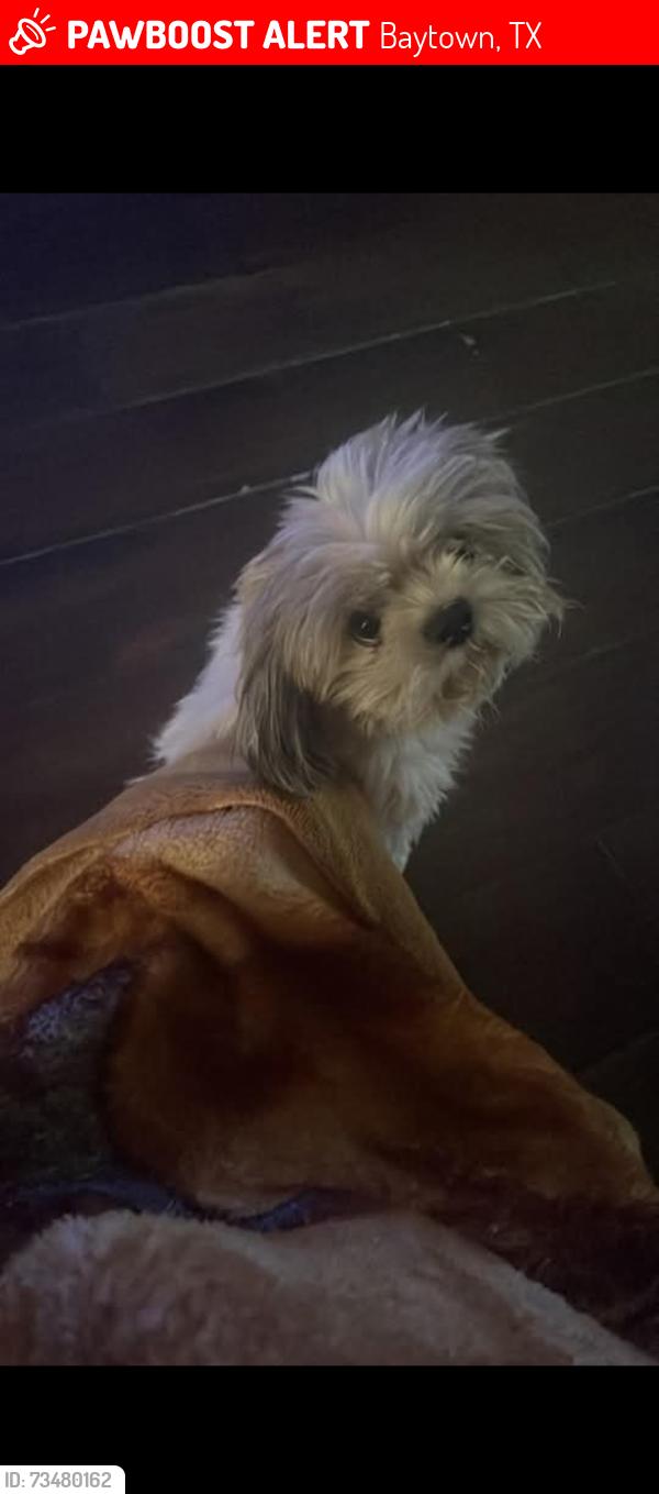 Lost Female Dog last seen Chaparral y cactus, Baytown, TX 77521