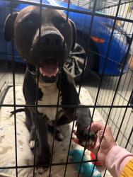 Found/Stray Male Dog last seen Pebble Beach BLVD, Sun City Center, FL 33573