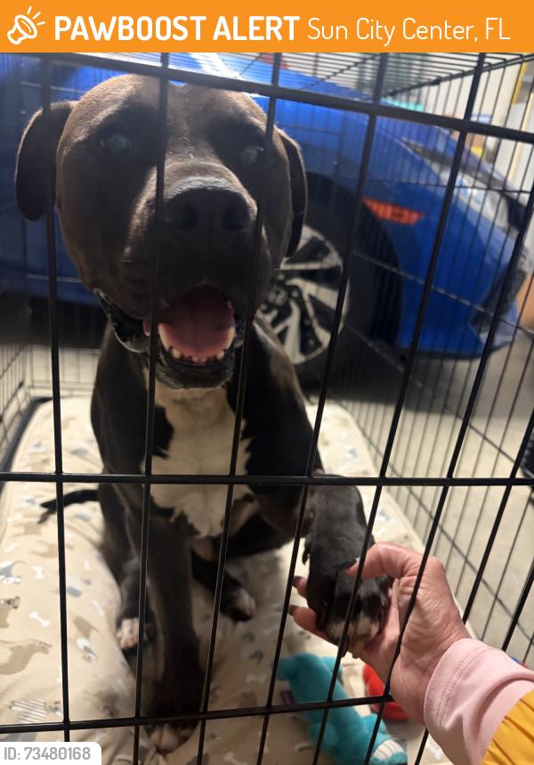 Found/Stray Male Dog last seen Pebble Beach BLVD, Sun City Center, FL 33573