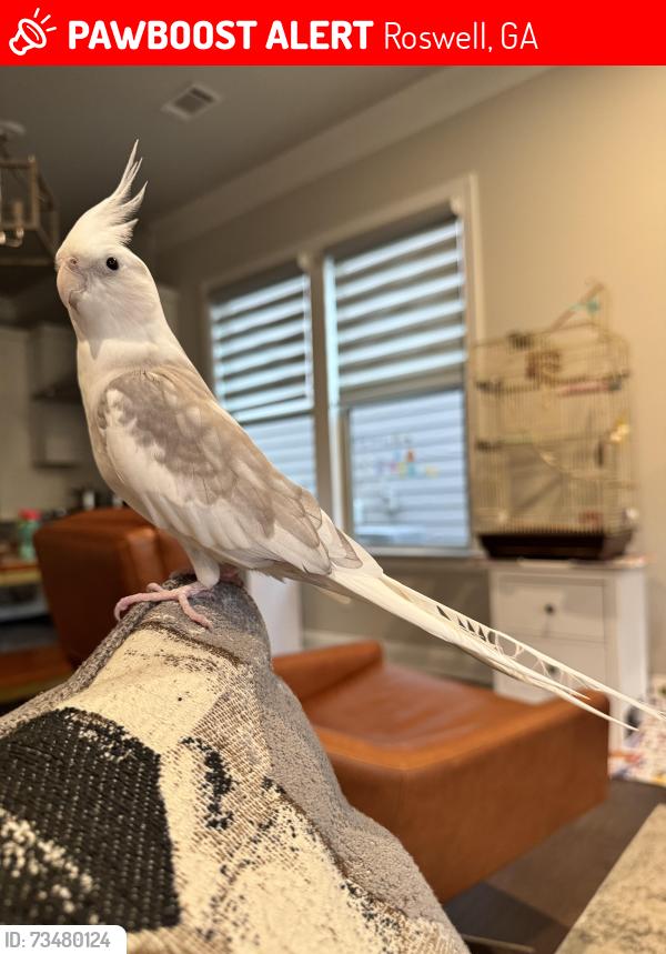 Lost Male Bird last seen Scott Road & Old Scott Road, Roswell, GA 30076