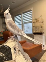 Lost Male Bird last seen Scott Road & Old Scott Road, Roswell, GA 30076