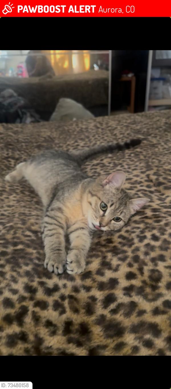 Lost Female Cat last seen E Iowa Dr and E Tower Road, Aurora, CO 80017