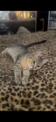 Lost Female Cat last seen E Iowa Dr and E Tower Road, Aurora, CO 80017