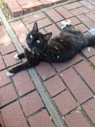 Lost Male Cat last seen Parking lot of sierra view apmts on silverada and paradise, Reno, NV 89512