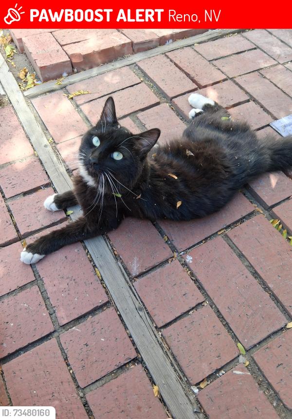 Lost Male Cat last seen Parking lot of sierra view apmts on silverada and paradise, Reno, NV 89512