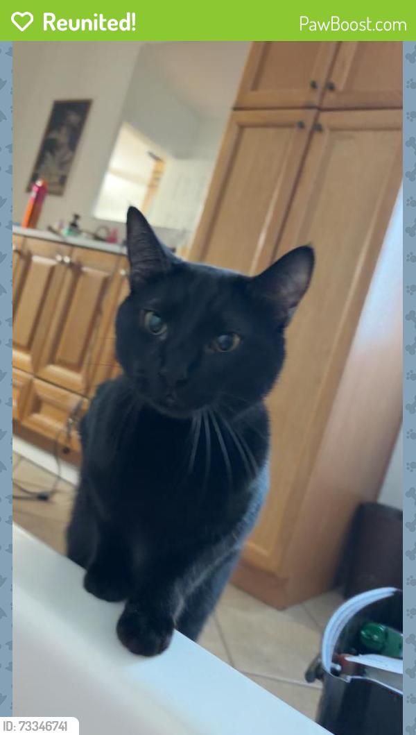 Reunited Male Cat last seen Buccees, Royse City, TX 75189