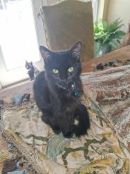 Reunited Female Cat last seen Near riverfalls dr, Fort Worth, TX 76118