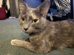 Found/Stray Female Cat last seen Fulton mill road, Macon, GA 31216