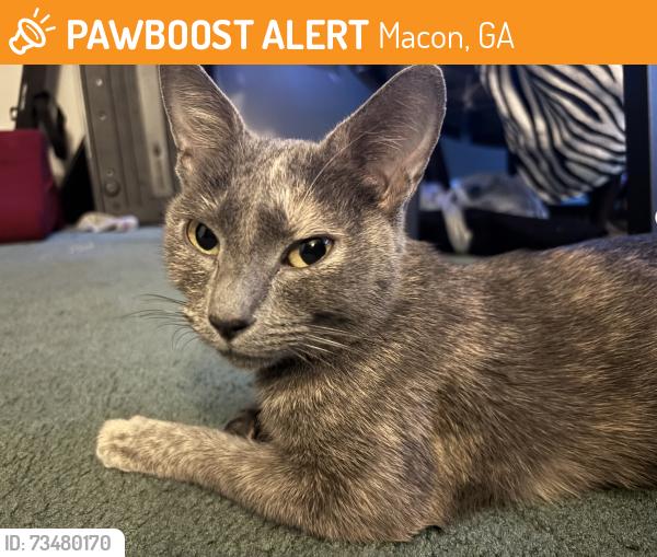 Found/Stray Female Cat last seen Fulton mill road, Macon, GA 31216