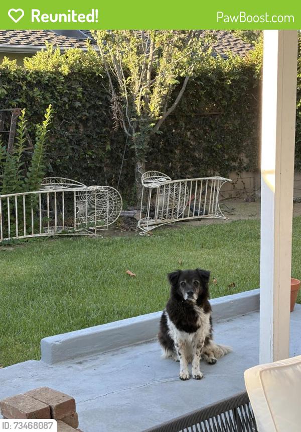 Reunited Unknown Dog last seen Scott & Whittier Blvd, Whittier, CA 90603
