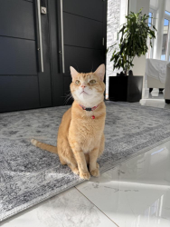 Lost Male Cat last seen 176st and 40 ave, Surrey, BC V3Z 1C2