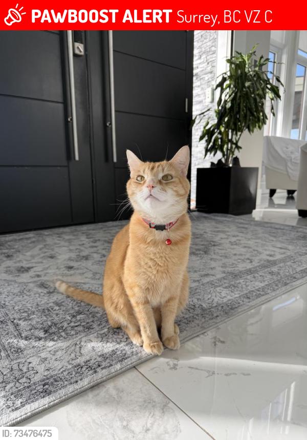 Lost Male Cat last seen 176st and 40 ave, Surrey, BC V3Z 1C2