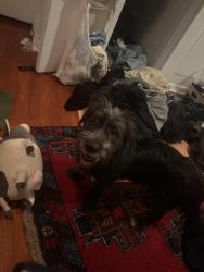 Found/Stray Male Dog last seen St Malachys catholic school, Philadelphia, PA 19122