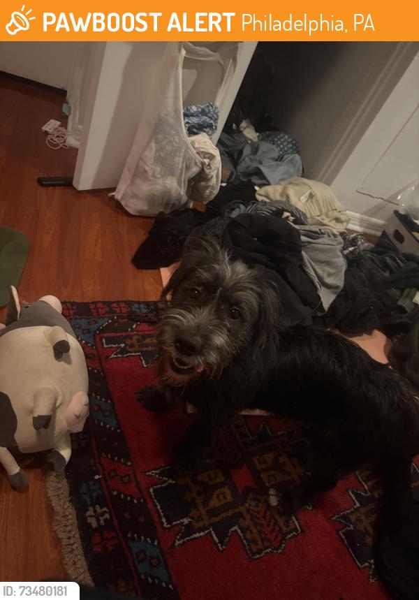 Found/Stray Male Dog last seen St Malachys catholic school, Philadelphia, PA 19122