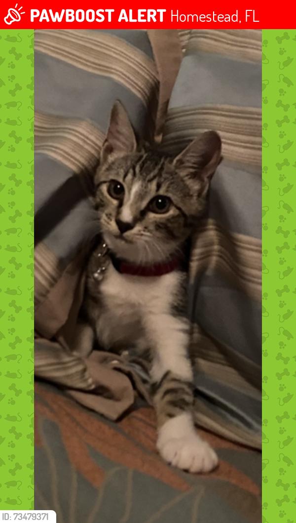 Lost Female Cat last seen On 95 Street and 108 Ave, behind Miami Dade college, Homestead, FL 33030