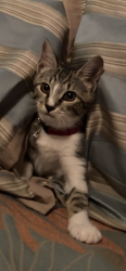 Lost Female Cat last seen On 95 Street and 108 Ave, behind Miami Dade college, Homestead, FL 33030