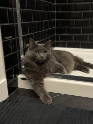 Lost Female Cat last seen Villeneuve RD, St. Albert, AB T8N 8C1