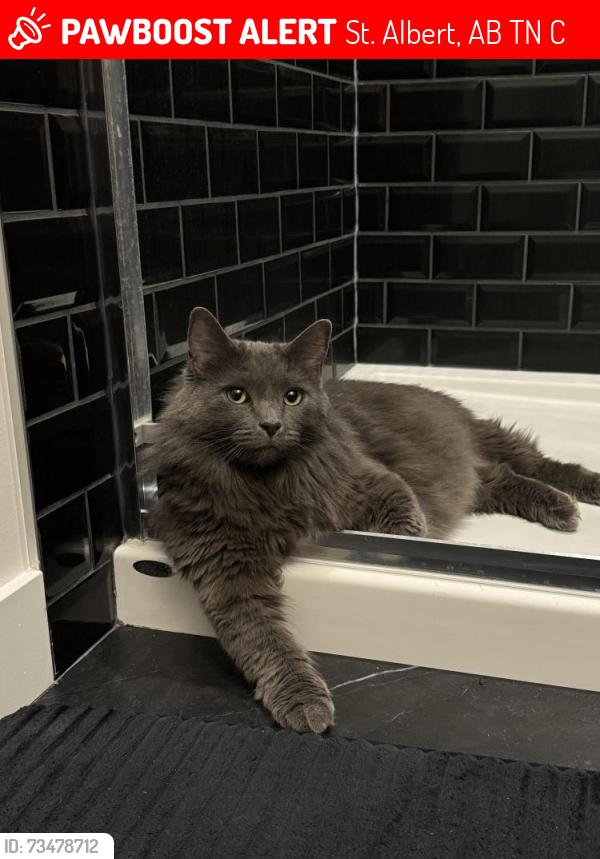 Lost Female Cat last seen Villeneuve RD, St. Albert, AB T8N 8C1