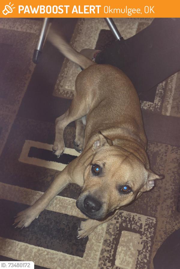 Found/Stray Male Dog last seen State Highway 75 & Highway 56., Okmulgee, OK 74447