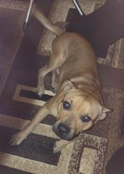 Found/Stray Male Dog last seen State Highway 75 & Highway 56., Okmulgee, OK 74447