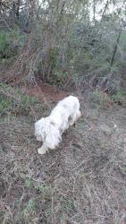 Found/Stray Unknown Dog last seen Martinez-Losoya and 1937 turn right take curve and up ahead 200 yards or less on right side hes dug up a hole to lay in it, San Antonio, TX 78221