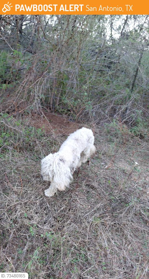 Found/Stray Unknown Dog last seen Martinez-Losoya and 1937 turn right take curve and up ahead 200 yards or less on right side hes dug up a hole to lay in it, San Antonio, TX 78221