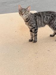 Found/Stray Unknown Cat last seen In the apmts hiding in bushes, Watsonville, CA 95076