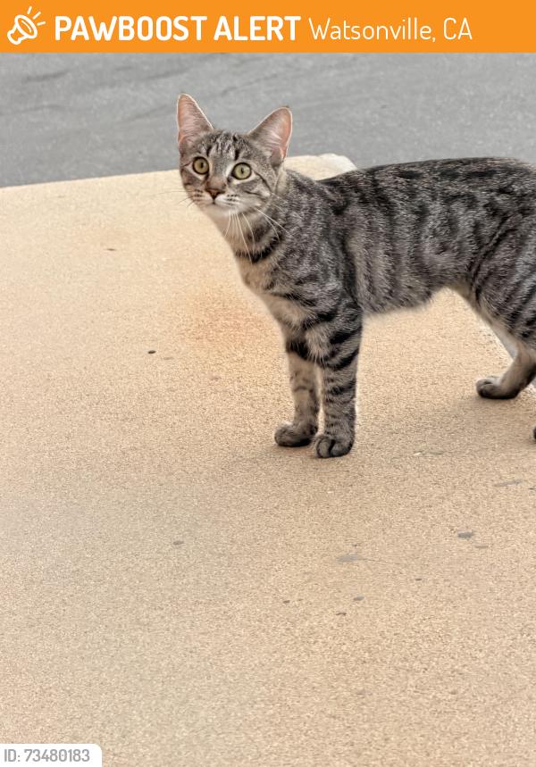 Found/Stray Unknown Cat last seen In the apmts hiding in bushes, Watsonville, CA 95076