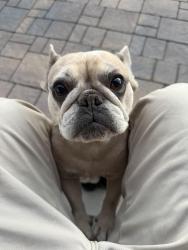 Reunited Female Dog last seen Buzz Aldrin Dr, Las Vegas, NV 89149, USA, Las Vegas, NV 89149