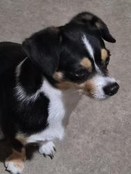 Found/Stray Male Dog last seen Behind Popeyes, Princeton, TX 75407