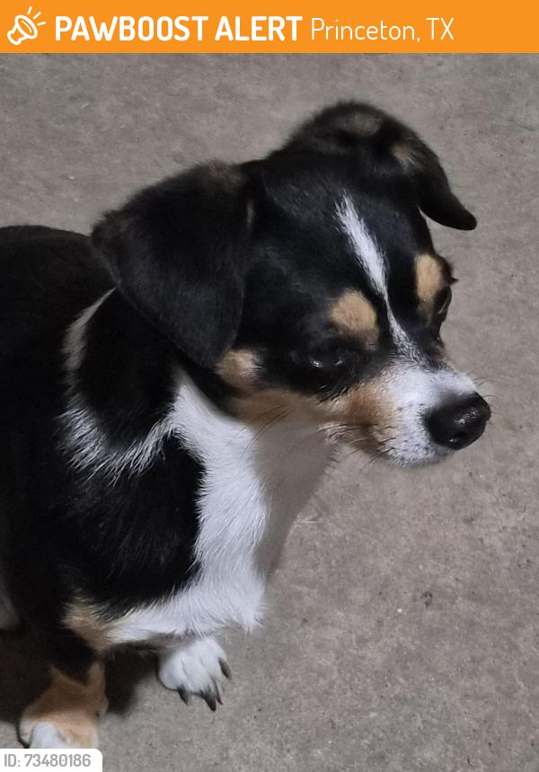 Found/Stray Male Dog last seen Behind Popeyes, Princeton, TX 75407