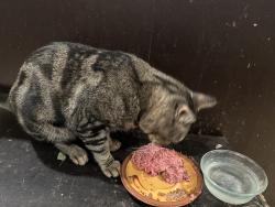 Reunited Male Cat last seen Greenfield Drive hear Highway 8, El Cajon, CA 92021