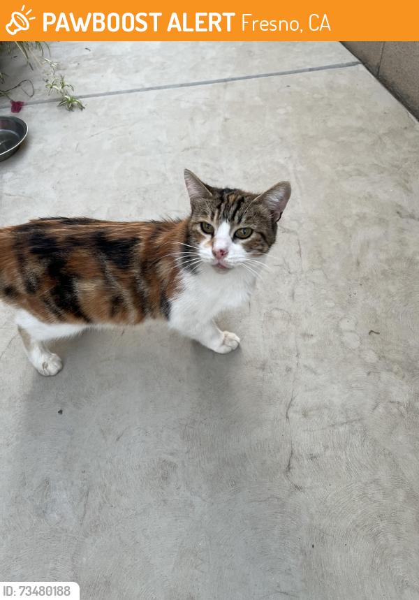 Found/Stray Female Cat last seen Clinton and Fowler, Fresno, CA 93727