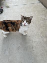 Found/Stray Female Cat last seen Clinton and Fowler, Fresno, CA 93727