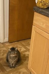 Lost Female Cat last seen Montrose and Lockwood, Chicago, IL 60641